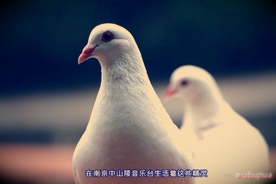 面对不同类型的女生如何去追？不同类型的女生怎么追？